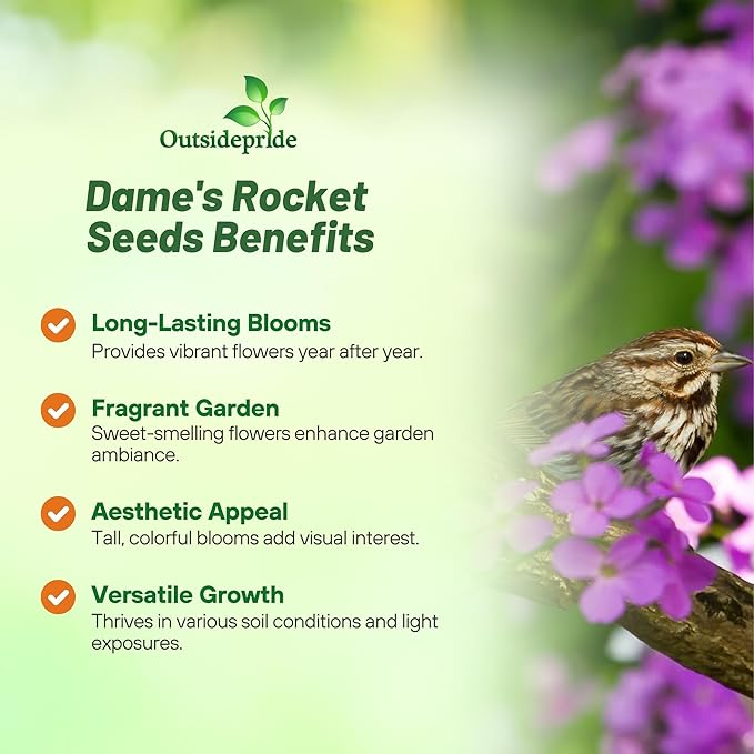 Outsidepride Dame's Rocket Flower Seeds - 1/4 Lbs. Perennial, Easy to Grow, Deer Resistant & Self-Seeding Wildflower Seeds for Planting Vibrant and Fragrant Blooms in Pollinator & Butterfly Gardens