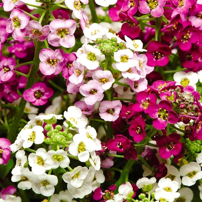 Seeds Multicolor Alyssum Seed Mix 800+ Seeds for Panting Annual Low-Growing Flower Ground Cover Carpet Flower