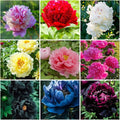 100PCS Mix Peony Seeds for Planting,Fragrant Peony Flower Seeds to Plant Outdoor-Non-GMO Heirloom Seed Attracts Bees&Butterflies for Garden