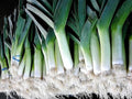 1000 Broad London Leek Allium Porrum Heirloom White & Green Vegetable Seeds
