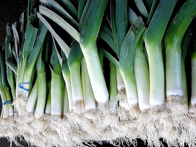 1000 Broad London Leek Allium Porrum Heirloom White & Green Vegetable Seeds
