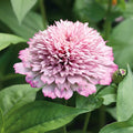 Eden Brothers Zinnia - Zinderella Lilac, Non-GMO Seeds for Planting, Packet | Low-Maintenance Flower Seeds, Plant During Spring, Zones 2, 3, 4, 5, 6, 7, 8, 9, 10