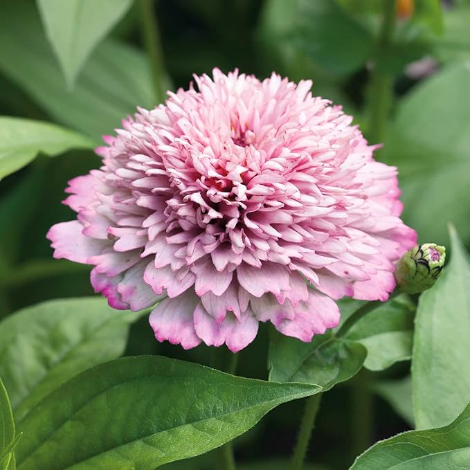 Eden Brothers Zinnia Seeds - Zinderella Pastels
