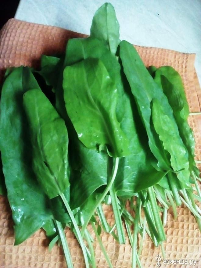 Sorrel Odessa Seeds – Perennial Herb | Heirloom, Non-GMO, Tender & Tangy Leafy Green for Culinary Use