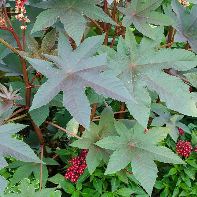 Castor Bean Seeds - Add a Fast-Growing Tropical Feel to your Yard - 10 Seeds per Packet