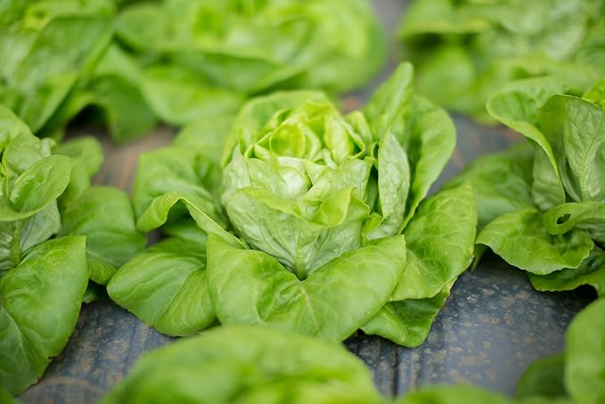 TKE Farms & Gardens - Buttercrunch Lettuce Seeds for Planting, 2500+ Seeds, Heirloom, Non-GMO, 3 Grams, Indoor & Outdoor Gardens, Butterhead Lettuce (Lactuca Sativa), Growing Instructions Included