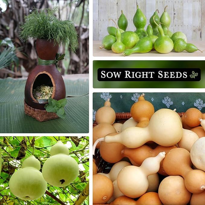 Sow Right Seeds - Bottle Gourd Seed for Planting - Non-GMO Heirloom Packet with Instructions to Plant and Grow an Outdoor Home Vegetable Garden - Ornamental Birdhouse Gourd for Crafting and Decor (1)