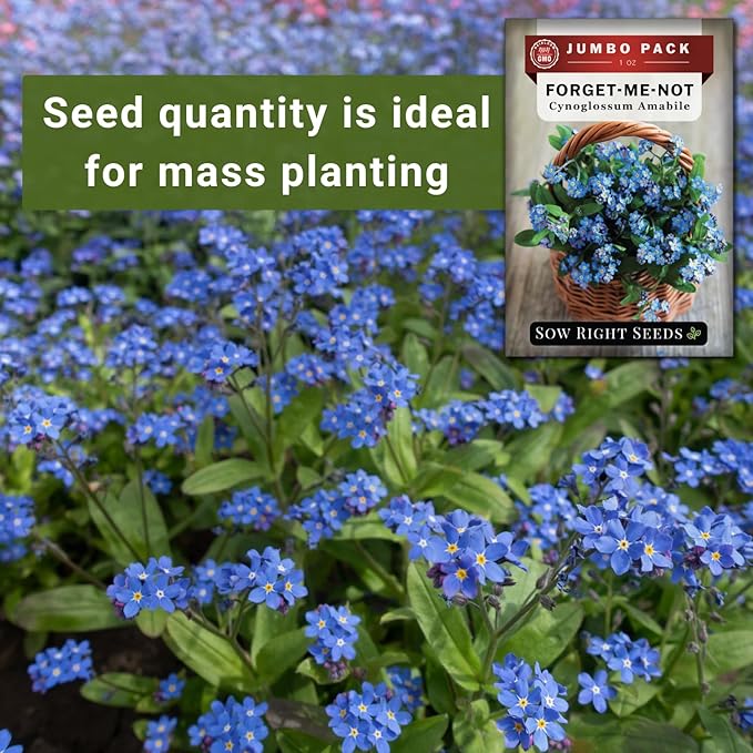 Sow Right Seeds - Bulk Forget-Me-Not Flower Seeds for Planting - 1 Ounce, 5300 Seeds - Non-GMO Heirloom Jumbo Pack with Instructions - Attract Butterflies - Grow Loads of Flowers for Pollinators…