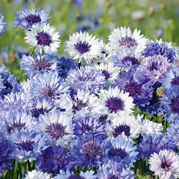 1007+ Cornflower Seeds Mix for Planting, Dwarf Cornflower Seeds Perennial, Corn Flower Seed Non-GMO Heirloom Plant Seed Garden Outdoor