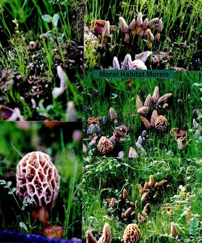 MOREL HABITAT KIT® Morel Mushroom Growing Kit (Morchella), Compatible with Any Soil Type Across The U.S., Outdoor Garden & Backyard Cultivation Set with Full Instructions - Made in The USA