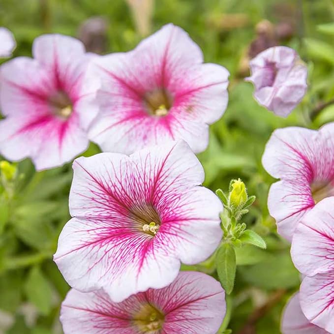 Rare Petunia Seeds for Planting - 300+ Beautiful Perennial Petunia Seeds Heirloom Flowers- High Germination Rate Open Pollinated