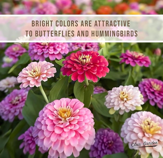 Zinnia Seeds - California Giants Mix - 4000 Seeds - Mixed Colors and Large Blooms, Heirloom Non-GMO USA Grown, Excellent for Pollinators, Annual - Vibrant Flowers for Any Home Garden