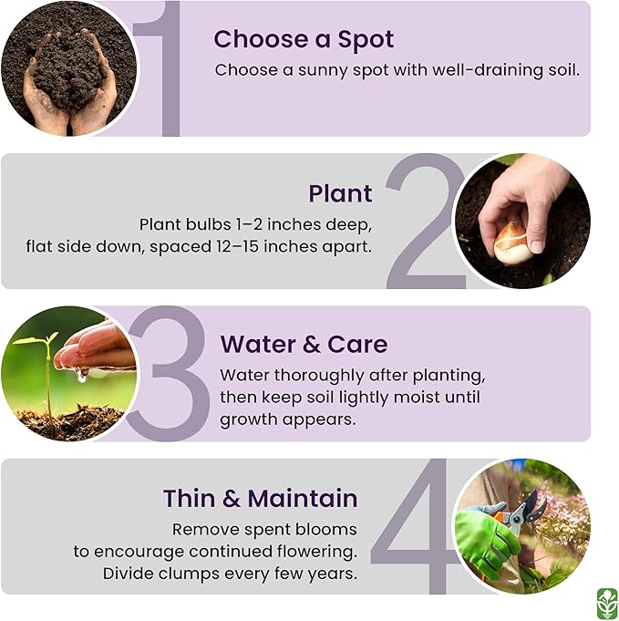 Purple Blazing Star - 5 Fresh Bulbs - Liatris Spicata Flower Bulb - Perennial Gayfeather Plant for Planting Outdoor - Perfect for Borders and Landscapes - Largest Size Corms