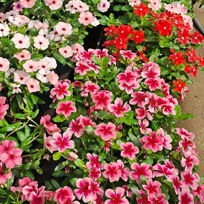 Ground Cover Perennial Vinca Seeds – 150pcs Catharanthus Roseus – Long-Blooming, Easy to Cultivate Garden Flowers – Perfect for Borders, Hanging Baskets & Outdoor Decoration