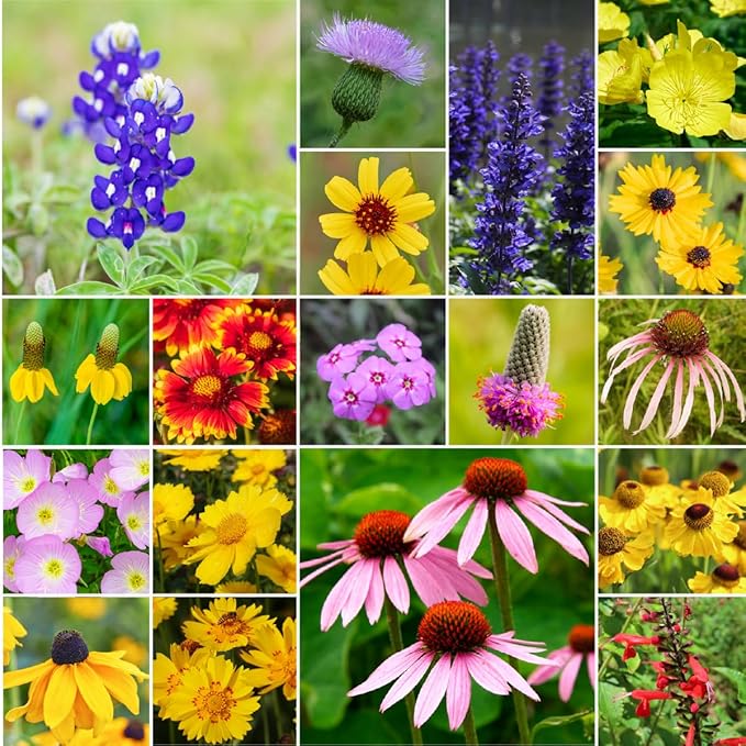Willard & May South Central All Perennial Wildflower Seed Mix, 125,000+ Flower Seeds, 18 Varieties, Heat and Drought Tolerant, Pollinator Friendly, Plant in Spring or Fall (1/4 Pound)