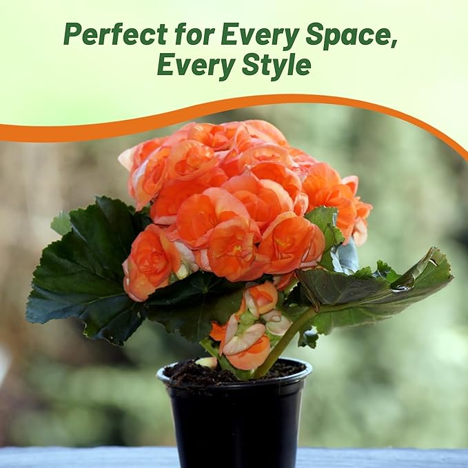 Outsidepride Orange Limitless Begonia Seeds for Planting - 50 Pcs Perennial Flower Seeds with Large Blooms, Arching & Pendulous Growth Habit, for Containers, Hanging Baskets, or Landscape Plantings
