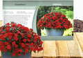 Outsidepride Beacon Red Bright Impatiens Flower Seeds - 75 Pcs Annual, Compact & Pollinator Friendly, Impatiens Seeds for Planting w/Vibrant, Abundant Blooms for Shade Gardens & Container Displays