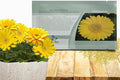 Outsidepride Golden Yellow Gerbera Seeds - 20 Pcs Perennial, Compact & Low Maintenance, Flower Seeds for Planting w/Dazzling Yellow Blooms, Ideal for Garden Landscaping & Cut Flower Arrangements