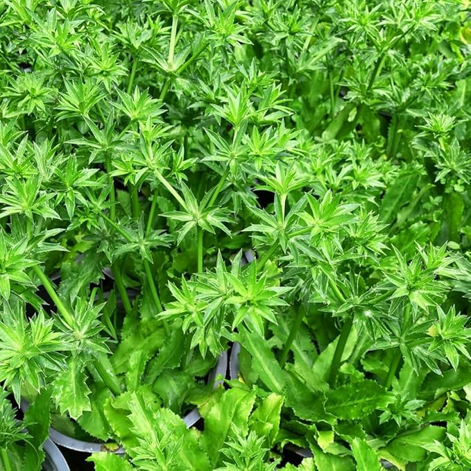 Premium Culantro Seeds – 3,000+ Non-GMO Heirloom Seeds - High-Yield, Authentic Flavor & Easy Growing