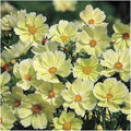 Park Seed Cosmo Flower Plant Seeds, Easy to Grow, Perfect for Spring Garden, Xanthos, Pack of 25