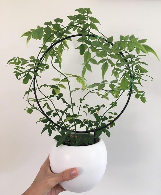 Trellis for Potted Plants, Small House Plant Support, Indoor Plant Trellis for Climbing Plants (Circle and Heart Shape)