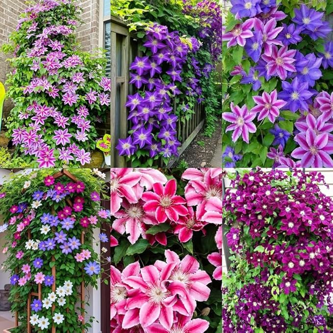 200+Perennial Mixed Clematis Vine Flower Seeds for Planting Outdoor-Clematis Hybridas Plant Garden Home Non-GMO