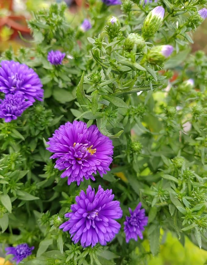 50pcs Purple Aster Flowers Seeds Gremlin Lavender Tall Double Heirloom Flower Easy to Plant Non-GM