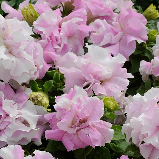 300+ Double Petunia Seeds for Planting Non-GMO Heirloom Dwarf Wave Petunia Flower Seeds for Planting Home Garden