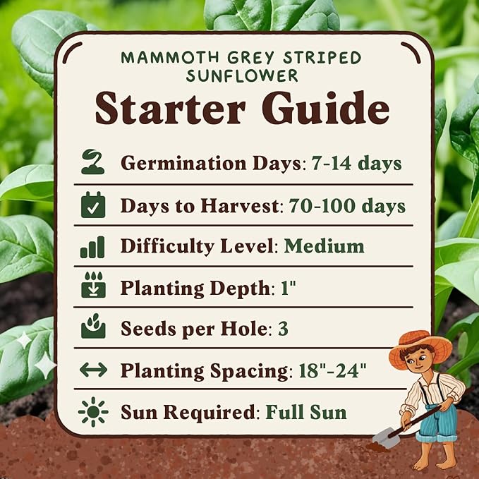 Seedboy Organic Giant Mammoth Grey Sunflower Seeds for Planting Indoor and Outdoor, Non-GMO and USDA Certified Flower Seed Packet for Hydroponic Garden Indoor or Planting Outdoor (Giant Sunflower)