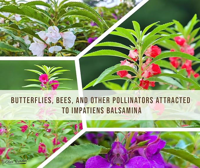 Camilia Flowered Balsam Mix - Impatiens Balsamina - 750 Seeds - Bright Mix Colors, Heirloom, Non-GMO, USA Grown, Excellent for Pollinators, Annual