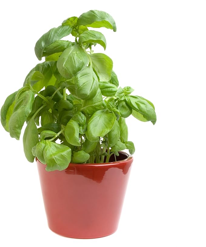 Back to The Roots 100% Organic Seed Packet Basil Sweet