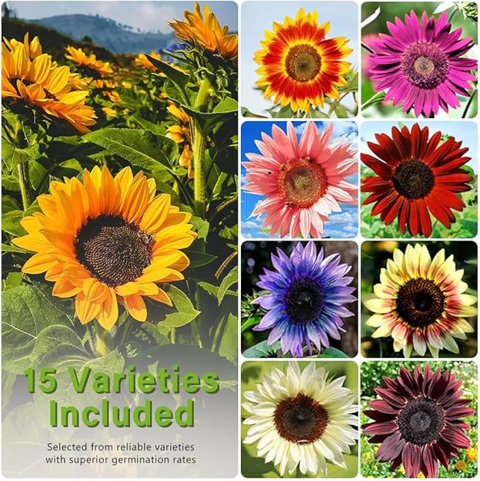 1000+ Sunflower Seeds for Planting Heirloom Non-GMO, Bulk Package of 15 Varieties Mix Seeds, Individually Packaged, Attracts Pollinators (Helianthus annuus)