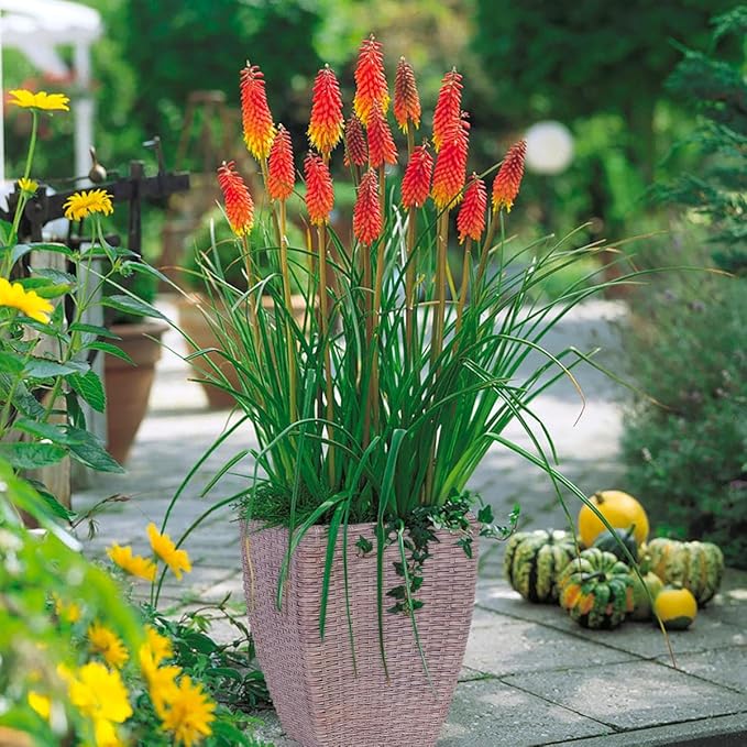 Seeds Kniphofia Red Poker 80 Seeds for Planting Torch Lily Poker Plant Tall Perennial Plant Non-GMO