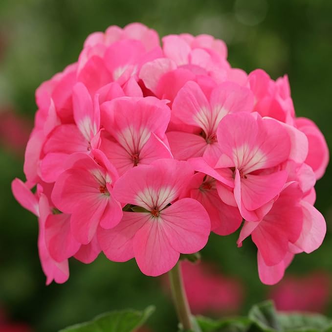 Outsidepride Rose Geranium Seeds for Planting - 25 Pcs Annual, Heat & Drought Tolerant Flower Seeds with Green Foliage & Rose Blooms for Pots, Borders & Lush Summer Garden Displays