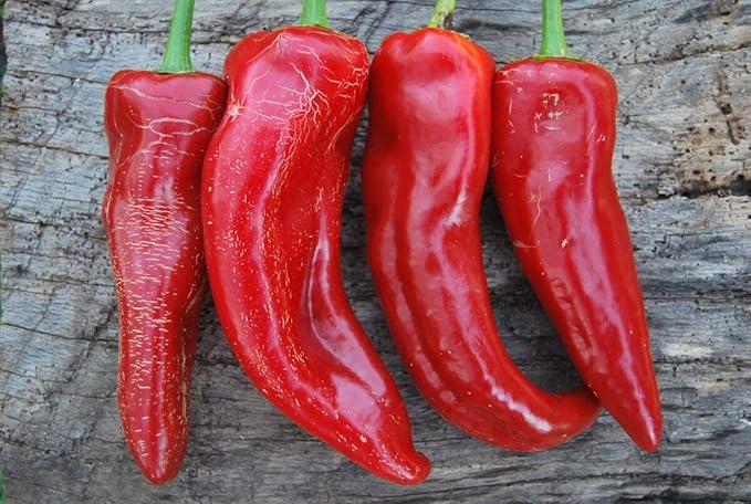 RAISE ME UP: Seeds Giant Sweet Bell Pepper Red Horn Non GMO Heirloom