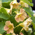 Eden Brothers Nasturtium Seeds - Tip Top Pink Blush