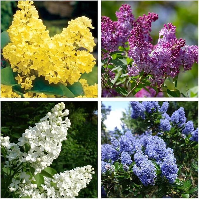 Mixed Lilac Seeds for Planting - 200 Non-GMO Miniature Lilac Bushes Ready to Plant Fragrant Flowers Perennial Bush Plants
