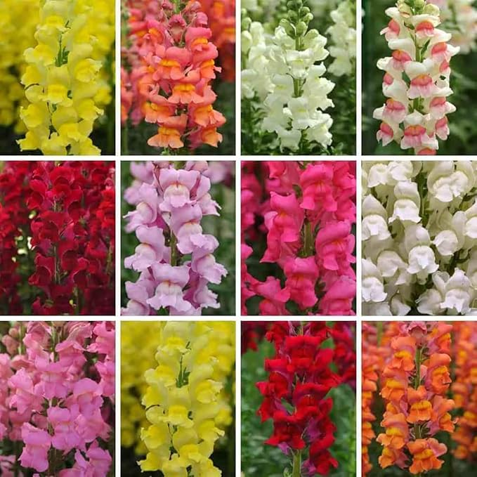 6000+ PCS Snowflake Snapdragon Flower Seeds Antirrhinum Majus Rare Flower Seed Outdoor-Perennial Heirloom Plant Seed Attracts Bees& Attracts Butterflies