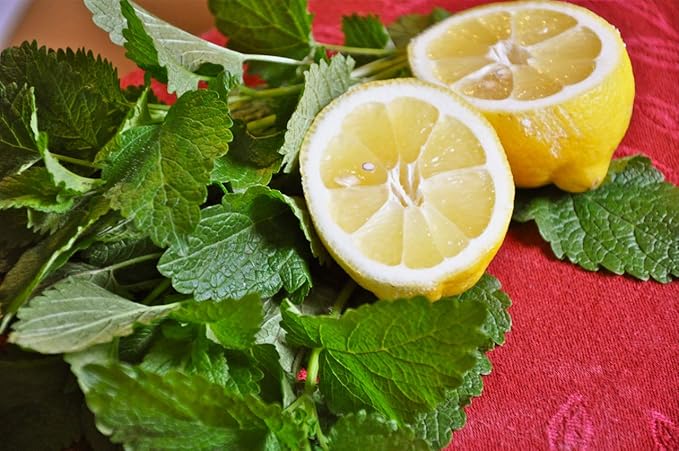 Seeds Herb Lemon Balm (Melissa Officinalis) Medicinal - 300 Seeds