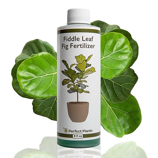 Perfect Plants Liquid Fiddle Leaf Fig Fertilizer | 8oz. of Premium Concentrated Indoor Ficus Food | Get Big Leaves and Healthy Plants