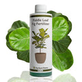 Perfect Plants Liquid Fiddle Leaf Fig Fertilizer | 8oz. of Premium Concentrated Indoor Ficus Food | Get Big Leaves and Healthy Plants