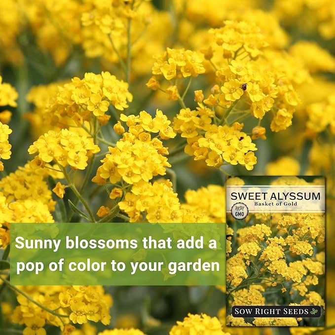 Sow Right Seeds - Sweet Alyssum Basket of Gold Flower Seeds for Planting - Perennial Garden Flowers - Easy to Grow Fragrant Blooms - Ideal for Borders and Containers - Attract Pollinators (2)