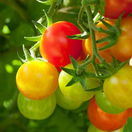 The Old Farmer's Almanac Organic Tomato & Vegetable Plant Food Fertilizer (4.5 Lbs - Covers 500 Square Feet), OFA-TV848
