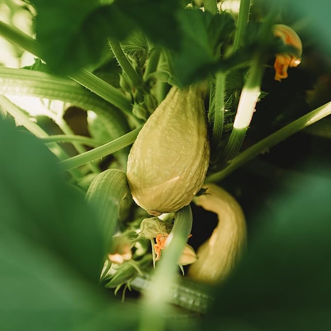Golden Summer Crookneck Squash - 25 Seeds - Heirloom & Open-Pollinated Variety, Easy-to-Grow, Non-GMO Vegetable Seeds for Planting Outdoors in The Home Garden, Thresh Seed Company