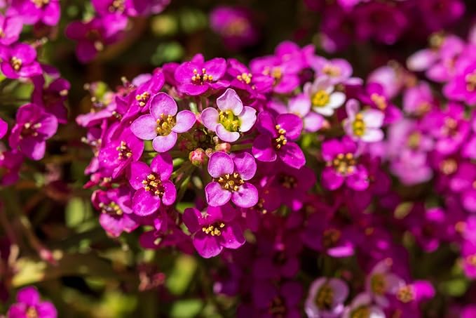 Seed Needs Dwarf Pink Alyssum Seeds for Planting - Heirloom & Open Pollinated Flower Seed to Plant Low Growing Tender Perennial Flowers for Rock Gardens, Pots & Containers (1 Pack)