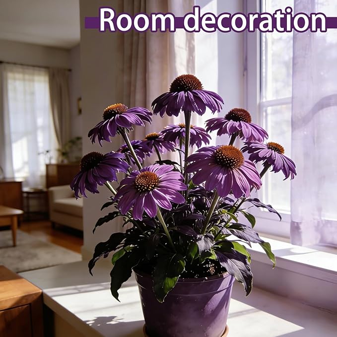 Purple Coneflower Seeds (Echinacea purpurea), Hardy Native Perennial Flowers, Long Flowering Period, Great for Making Cut Flowers, Borders Prairie Garden Planting, Pack of 600 Seeds