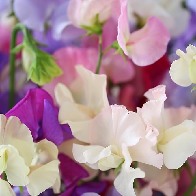 The Old Farmer's Almanac Sweet Pea Seeds (Knee High Mix) - Approx 10 Flower Seeds - Premium Non-GMO, Open Pollinated, USA Origin
