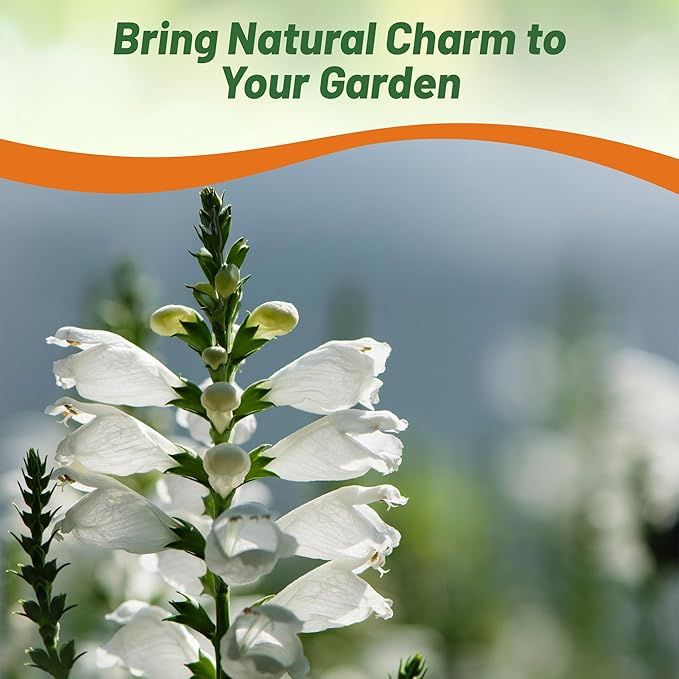 Outsidepride Obedient Plant Seeds - 1000 Pcs. Perennial, Low-Maintenance & Easy to Grow, Flower Seeds for Planting Tall, Vibrant White Blooms for Pollinator Gardens & Cut Flower Arrangements