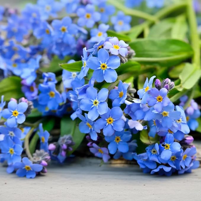 Forget-Me-Not Seeds - 100 Pcs Blue Perennial Flower Seed, Low Growing, Self-Sowing, Ideal for Garden Borders, Containers, and Ground Cover