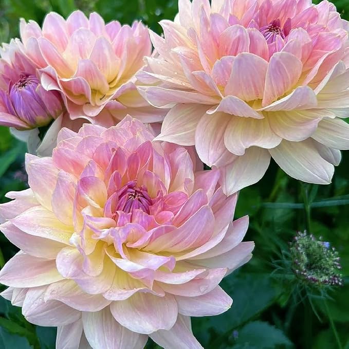 Mixrug Mix Dahlia Seeds for Planting, 400pcs Rare Perennial Garden Dahlia Flower Seeds Non-GMO Heirloom Flower Plants, Beauty Home Garden for Outdoors